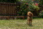 Keep your yard fresh with pet waste removal services in Missouri