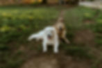 Pet waste removal services