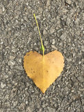 Heart-shaped yellow leaf with long stem on pavement.