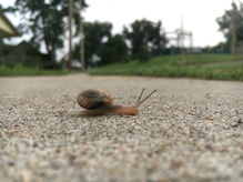 Snail on sidewalk, from the side.
