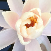 Close up from above pale pink water lily.
