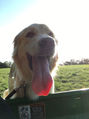 Large, smiling golden retriever/akbash  mix dog wit htongue hanging out.