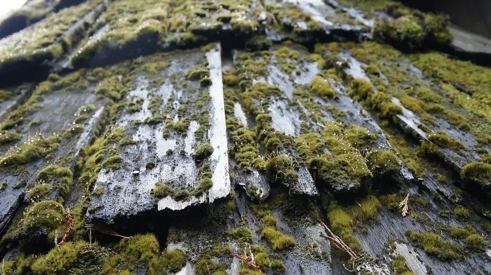 Extreme close-up of dark, damaged wooden roof shingles heavily coated in thick green moss and moisture.
