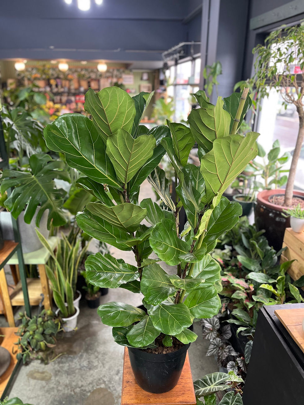 Ficus Lyrata 3pp