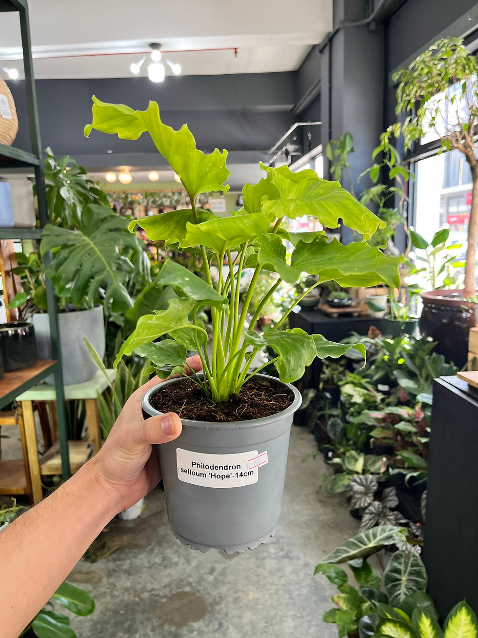 Philodendron Selloum Hope
