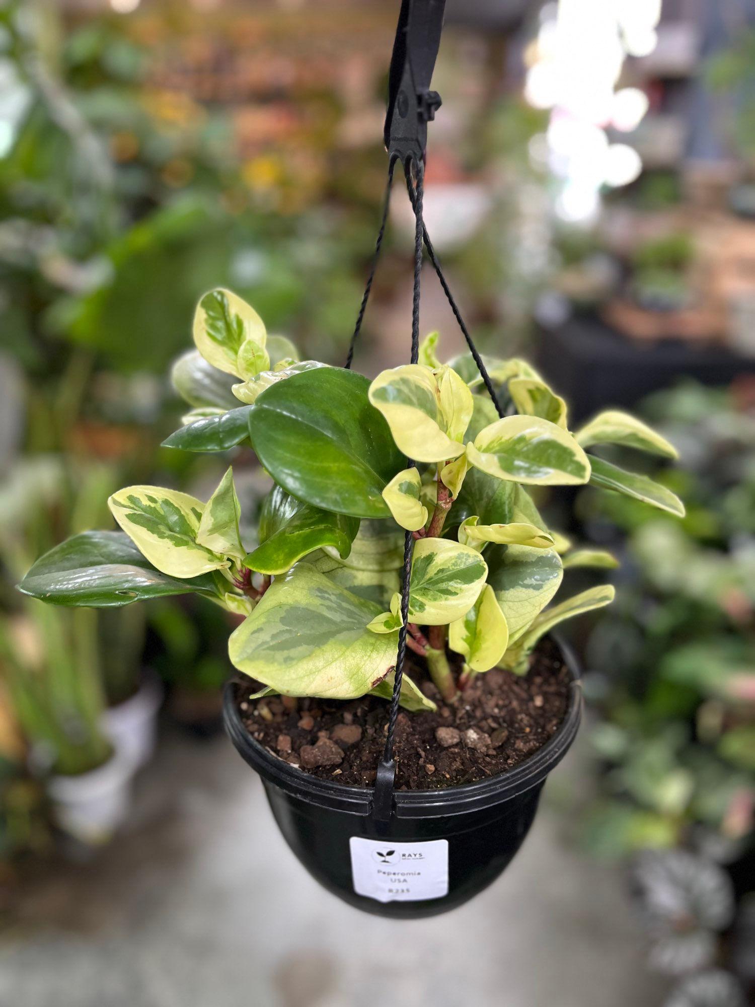 Peperomia Usa