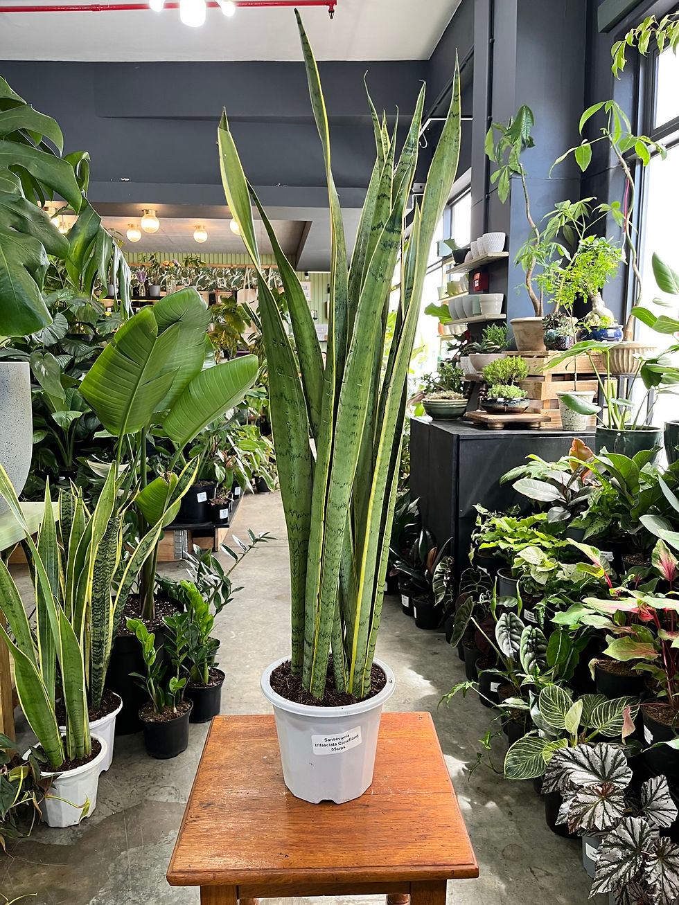 Sansevieria Trifasciata Cloudland (Snake Plant)