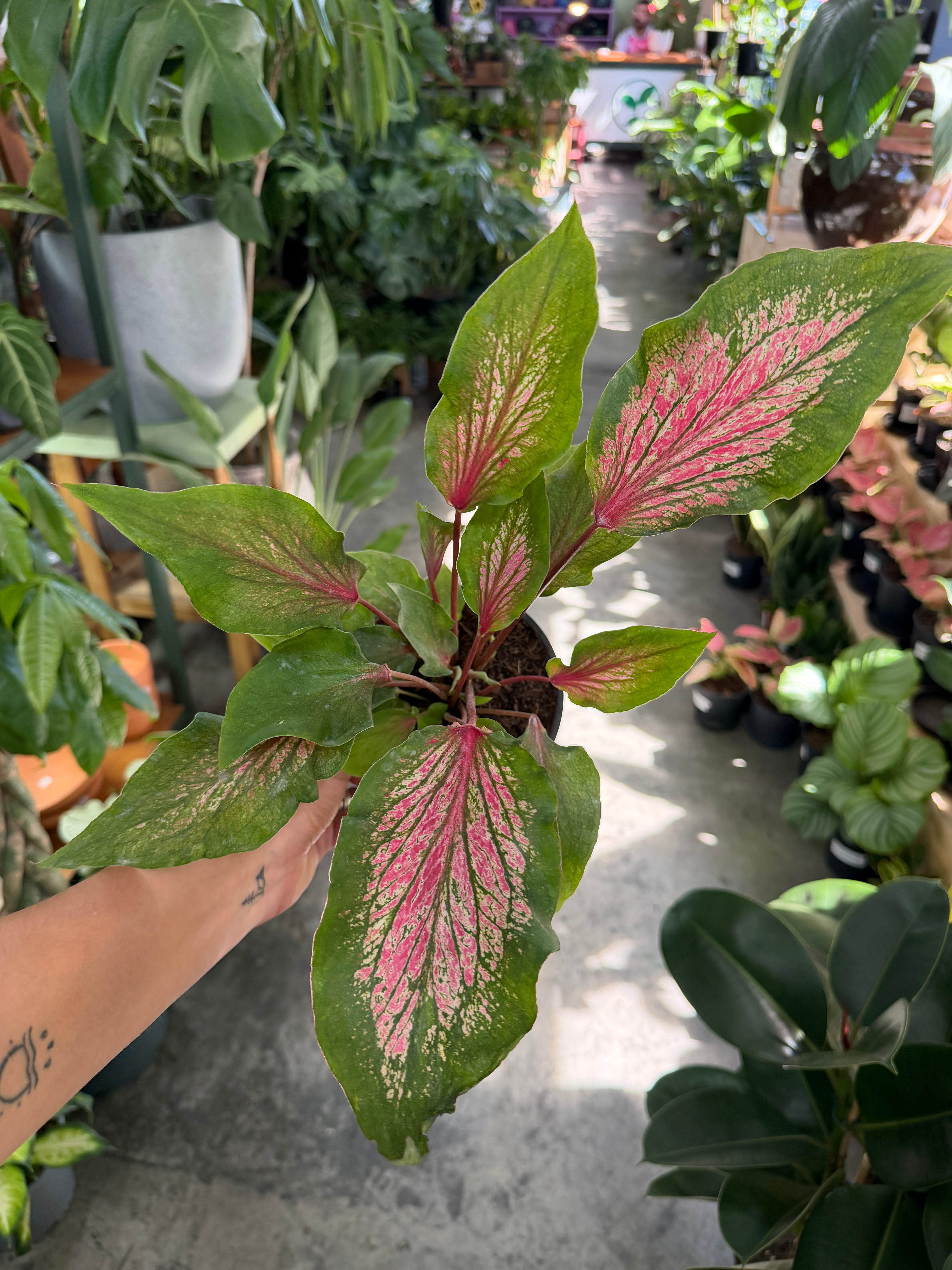 Caladium Bicolor Flamingo