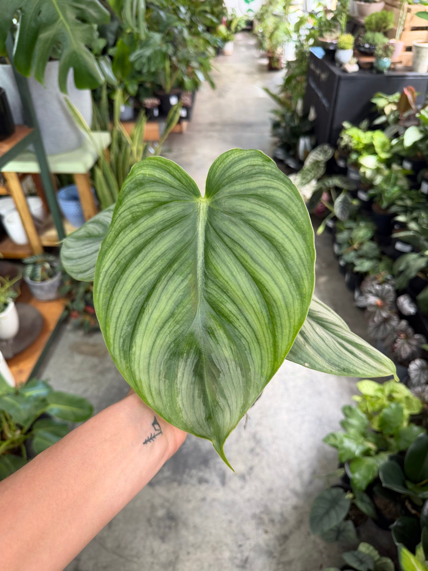 Philodendron Silver Plowmanii