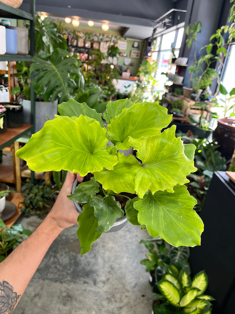 Philodendron Selloum Hope