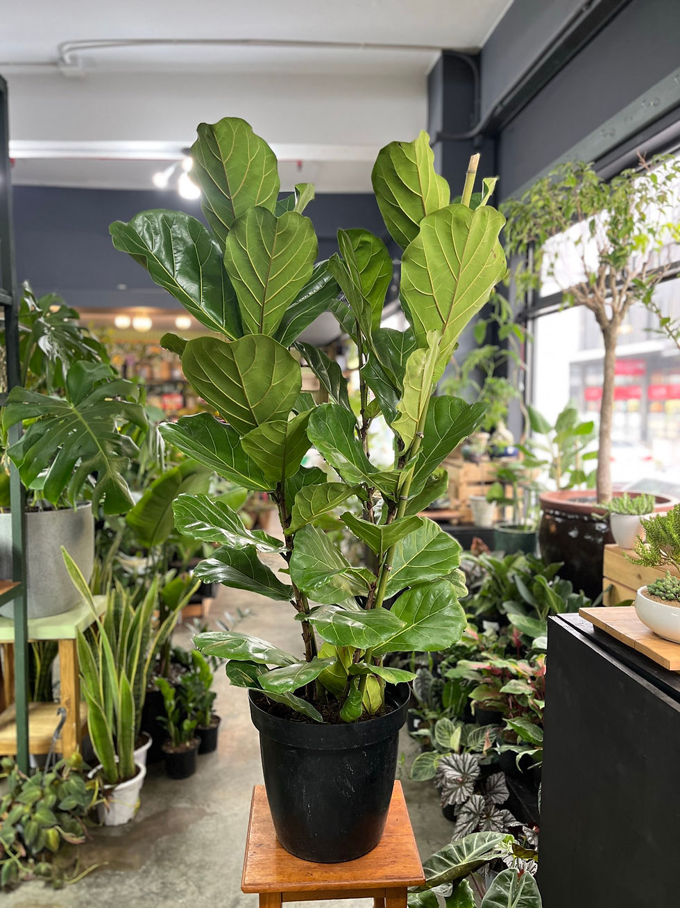 Ficus Lyrata 3pp