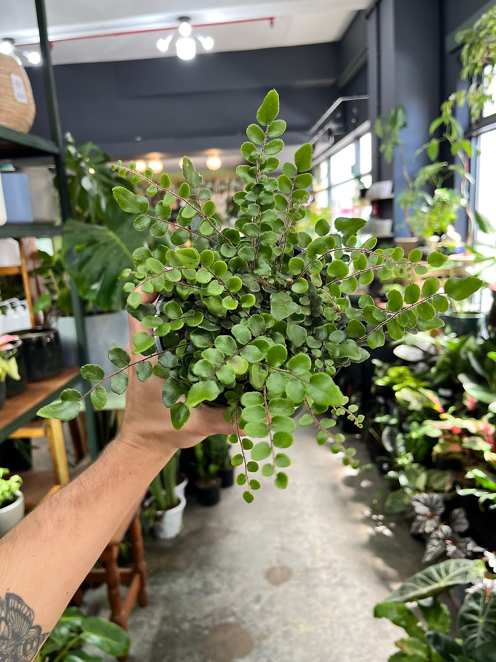 Fern Button