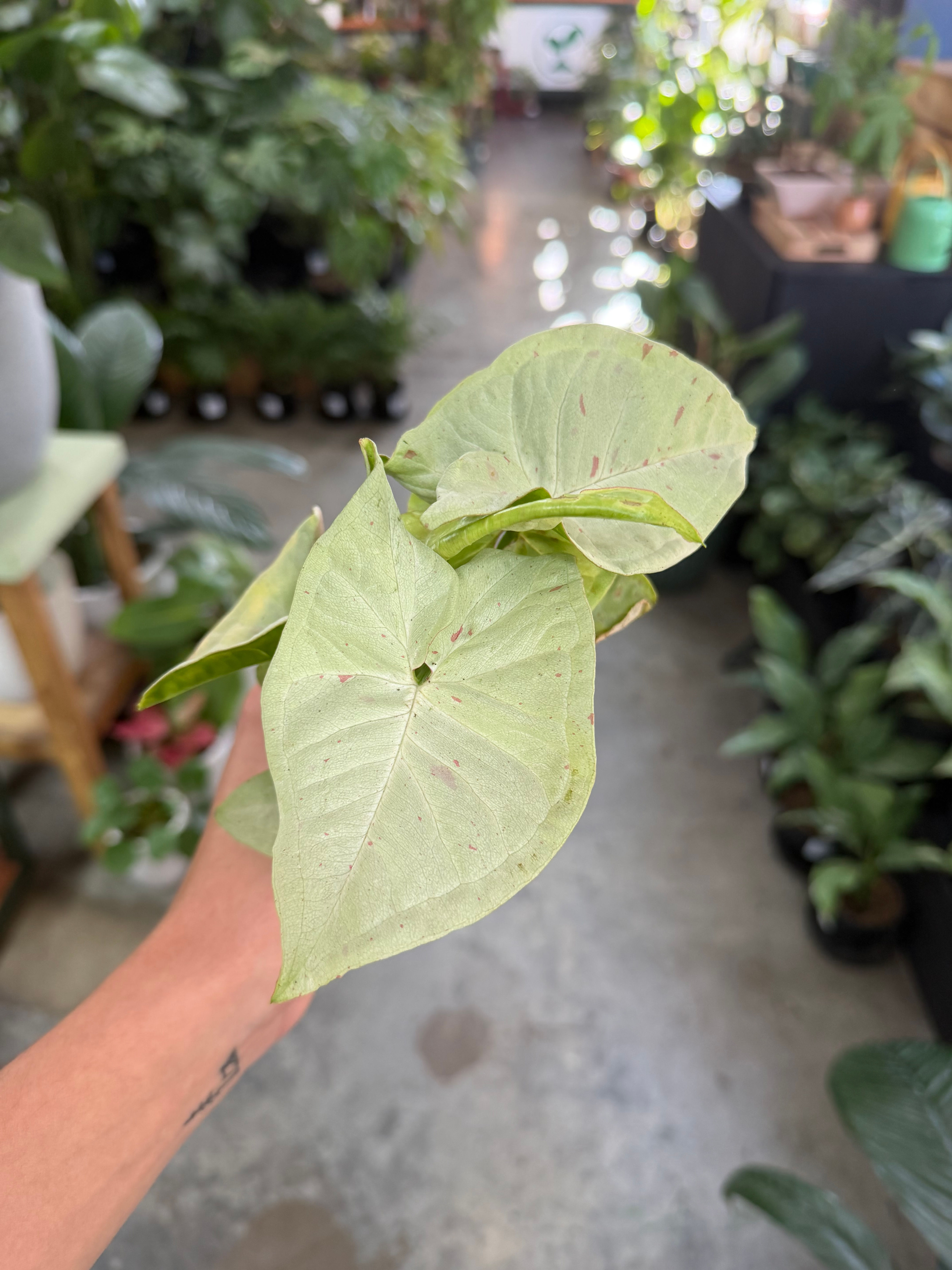 Syngonium Milk Confetti