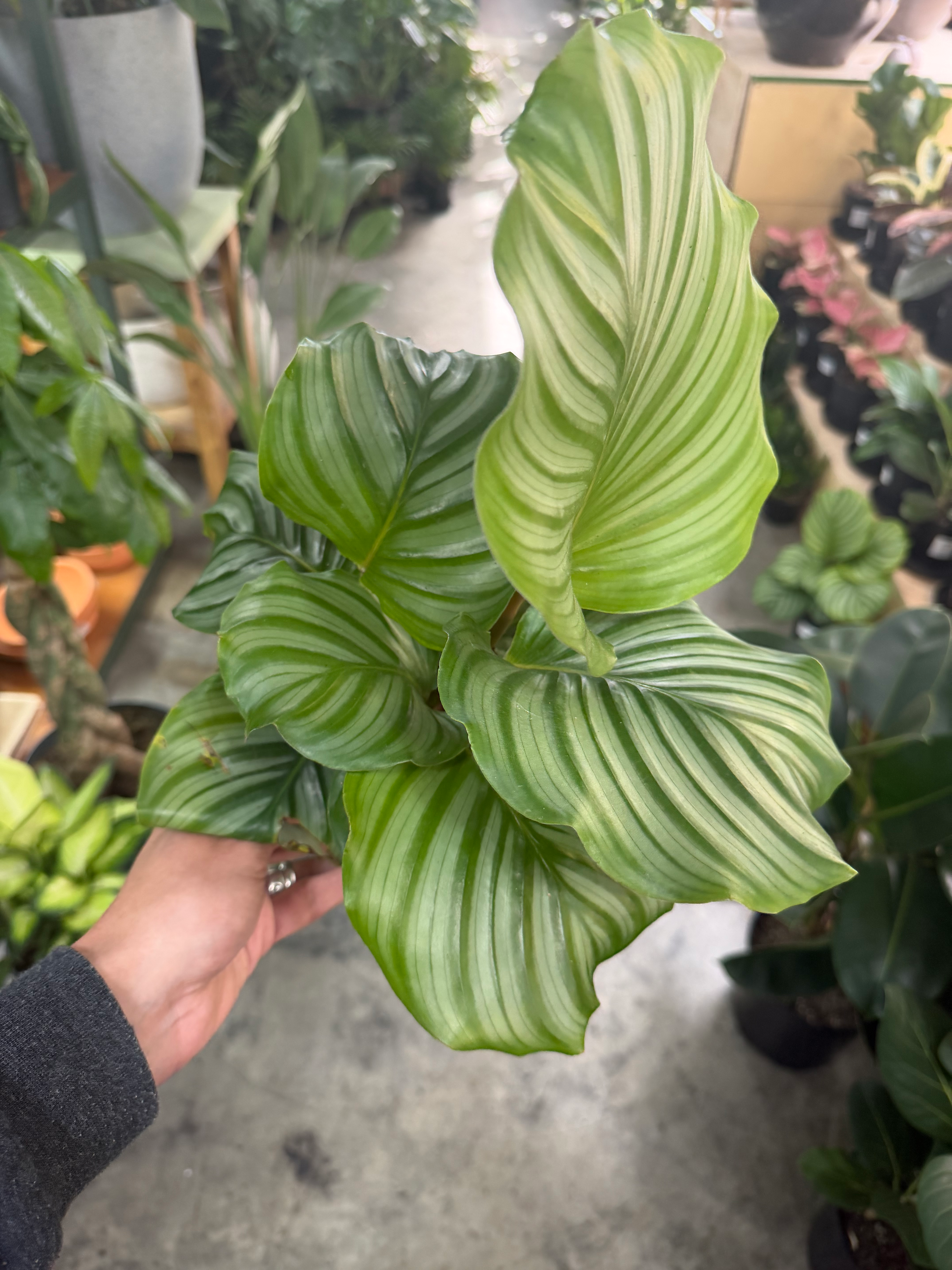 Calathea Orbifolia