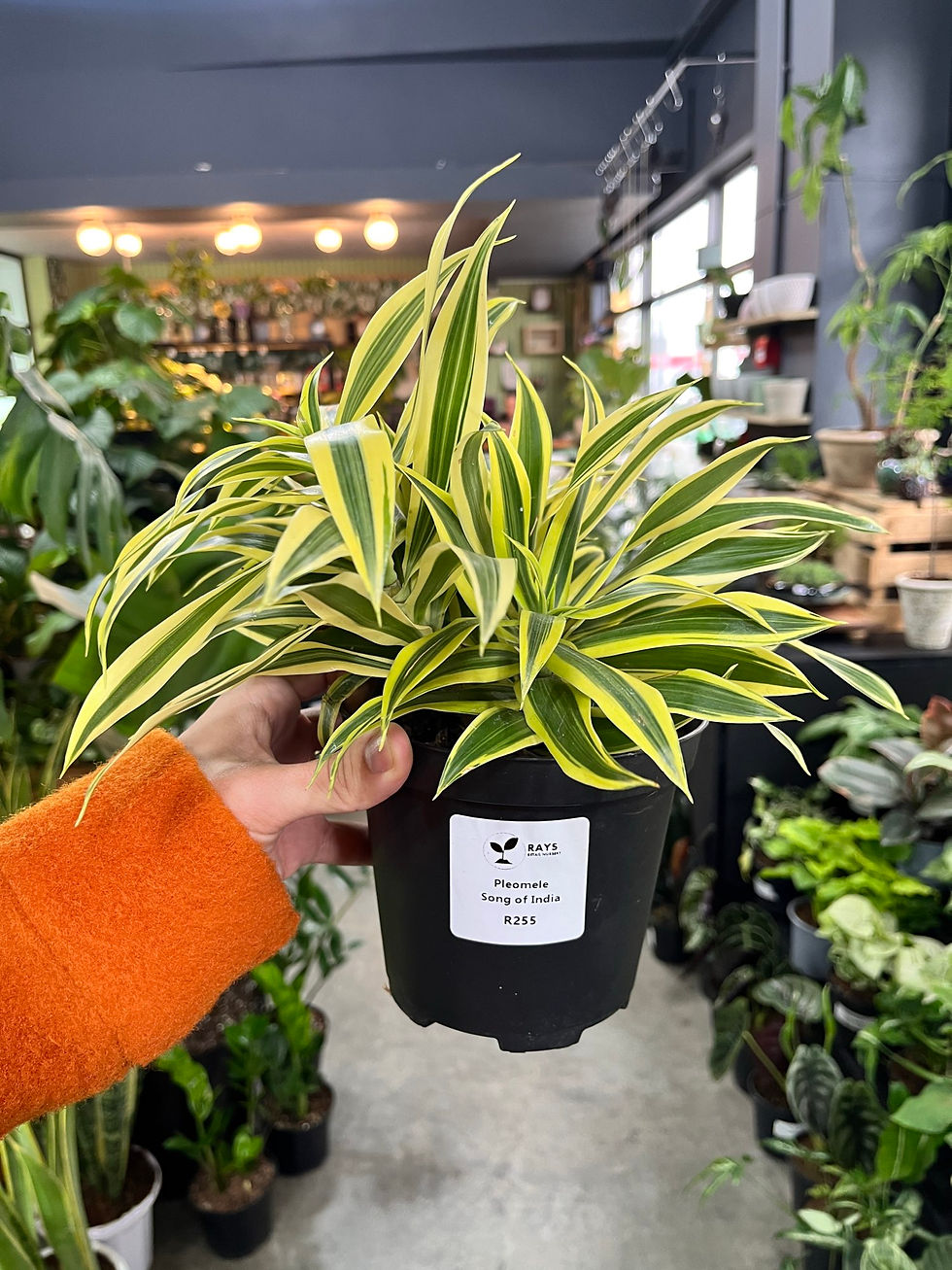 Dracaena Song of India