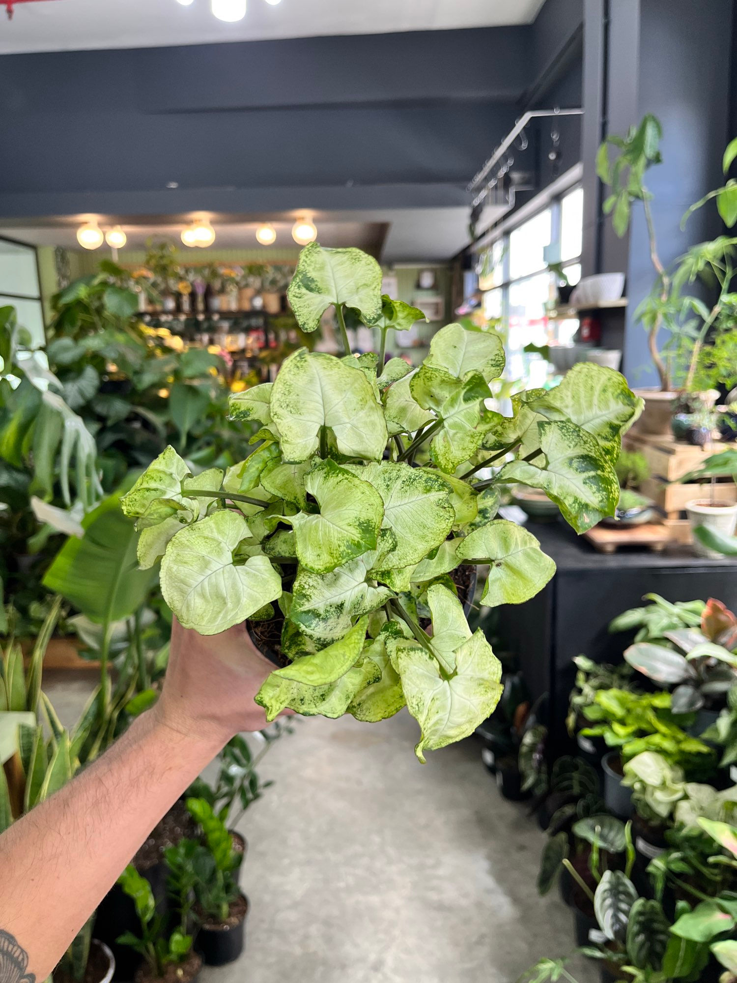 Syngonium Podophyllum Pixie
