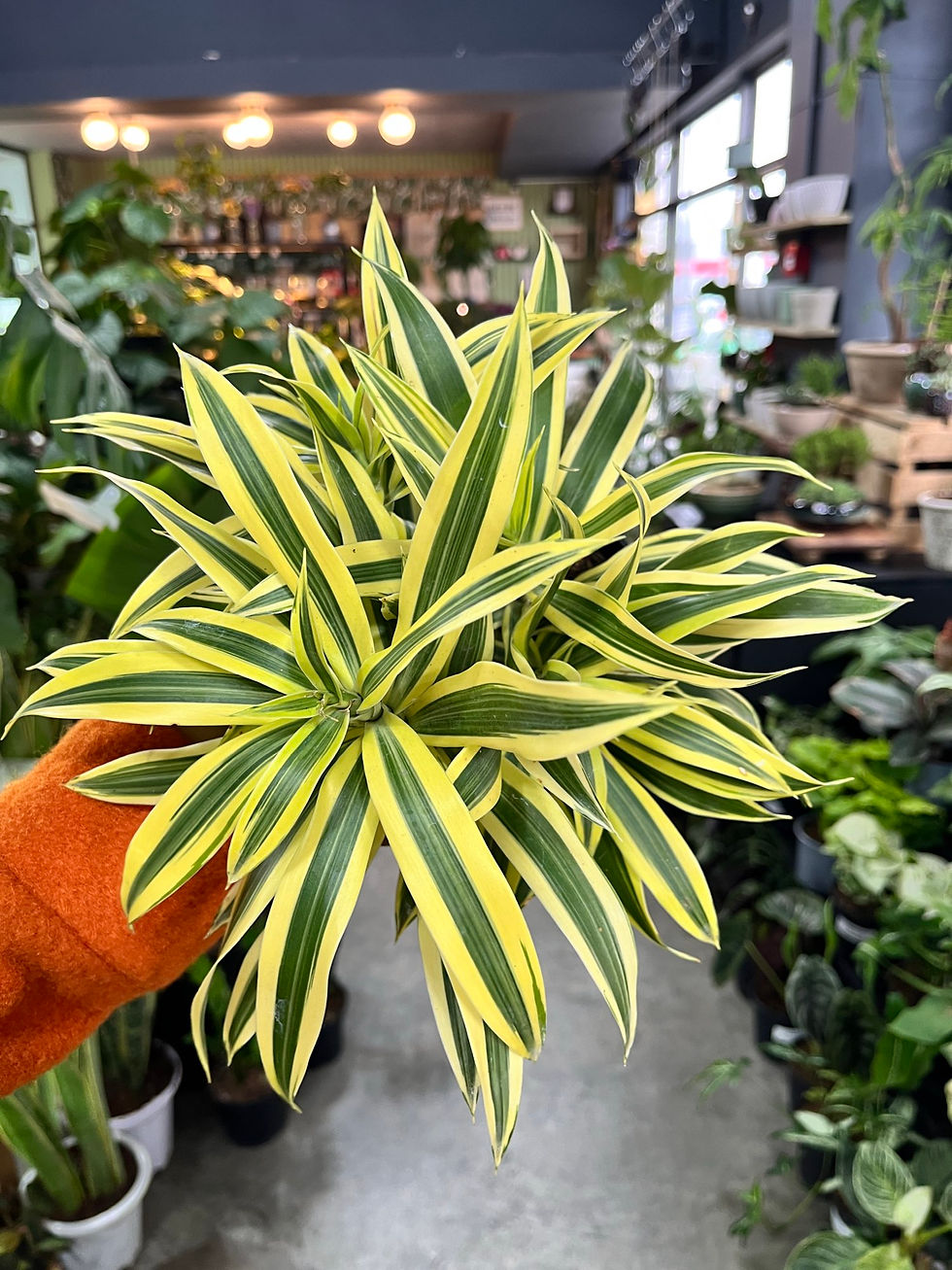 Dracaena Song of India