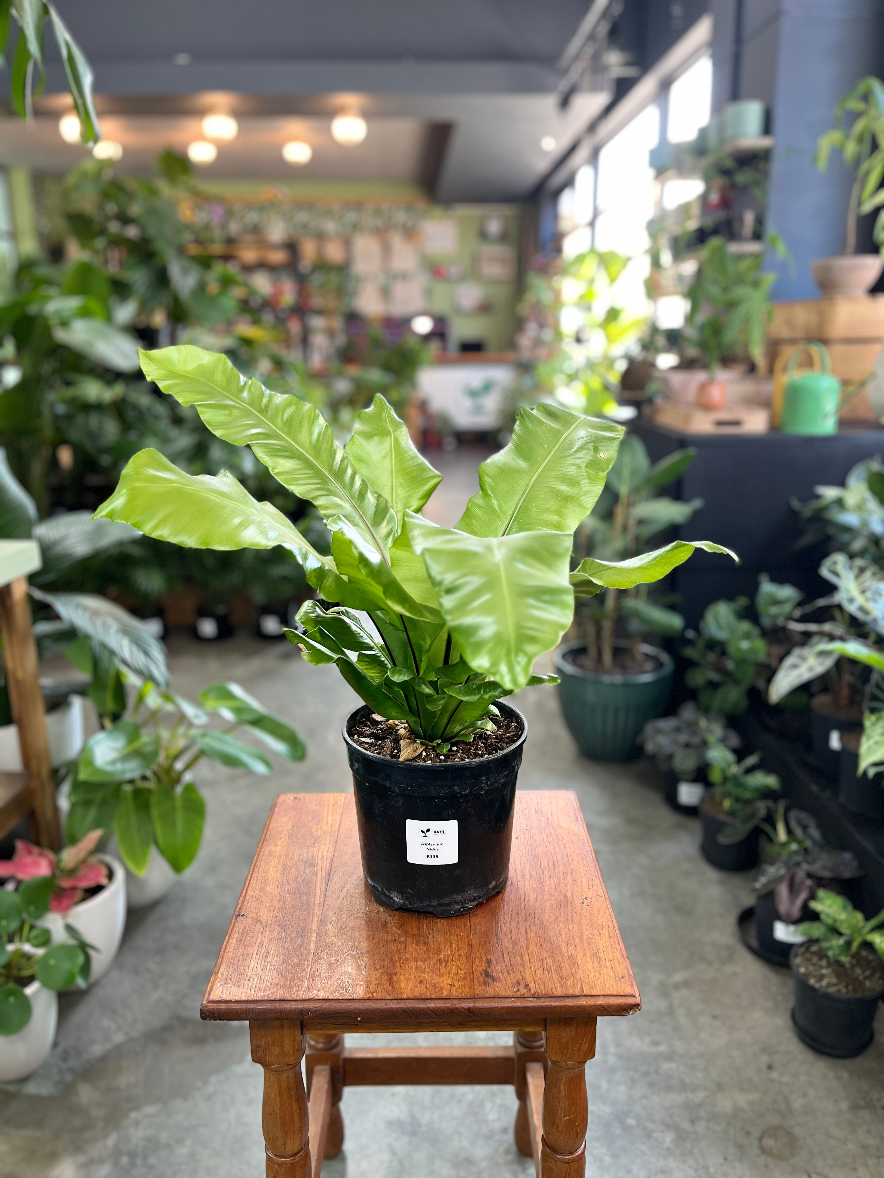 Asplenium Nidus
