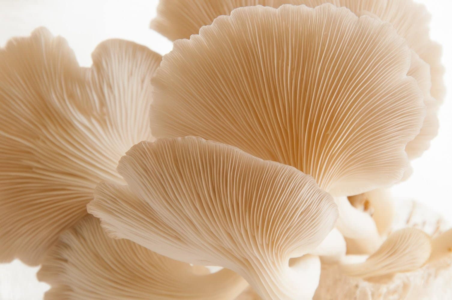 Phoenix Oyster Mushroom