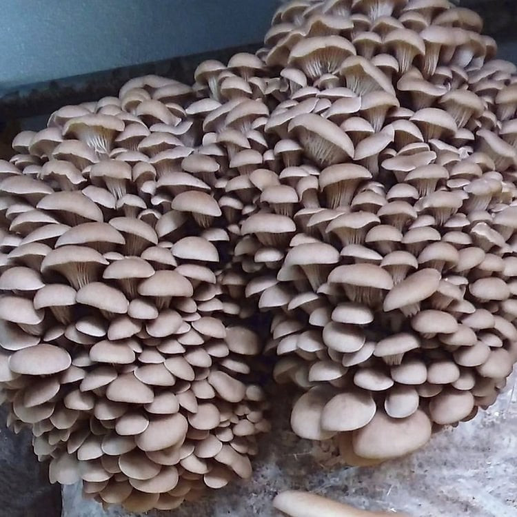 Princess of Pearl Oyster 300 grams