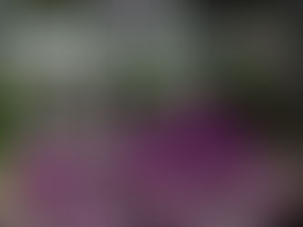 La genialidad de las orquideas