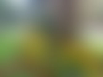 San Sebastián, la ciudad de las flores