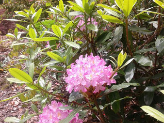 Rododendros el despliegue de color