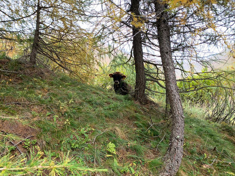 Hermannshof-Nauders-Kalb-im-Wald.jpg