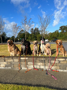 Pack walks near me discount