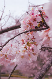 sakuras