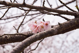 spring of life
