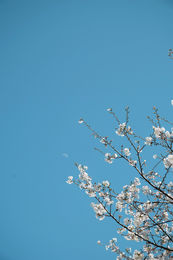 sakuras and blue skys
