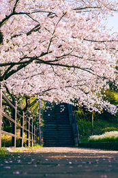 blossom overhead path