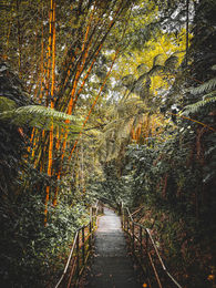 path to the falls