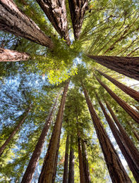 Sequoias