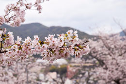 Sakuras