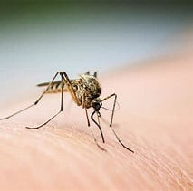 Close-up view of a mosquito repellent spray bottle on a wooden table