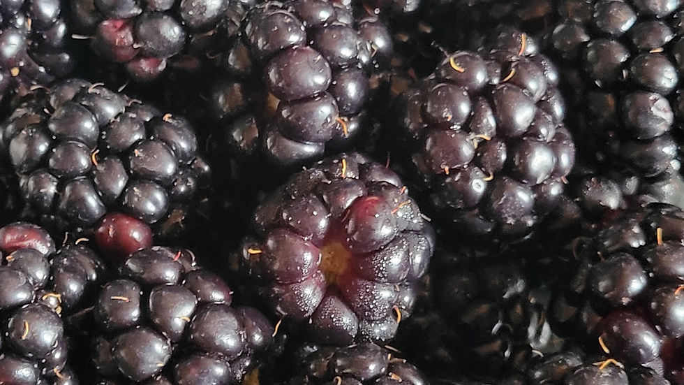 BLACKBERRIES