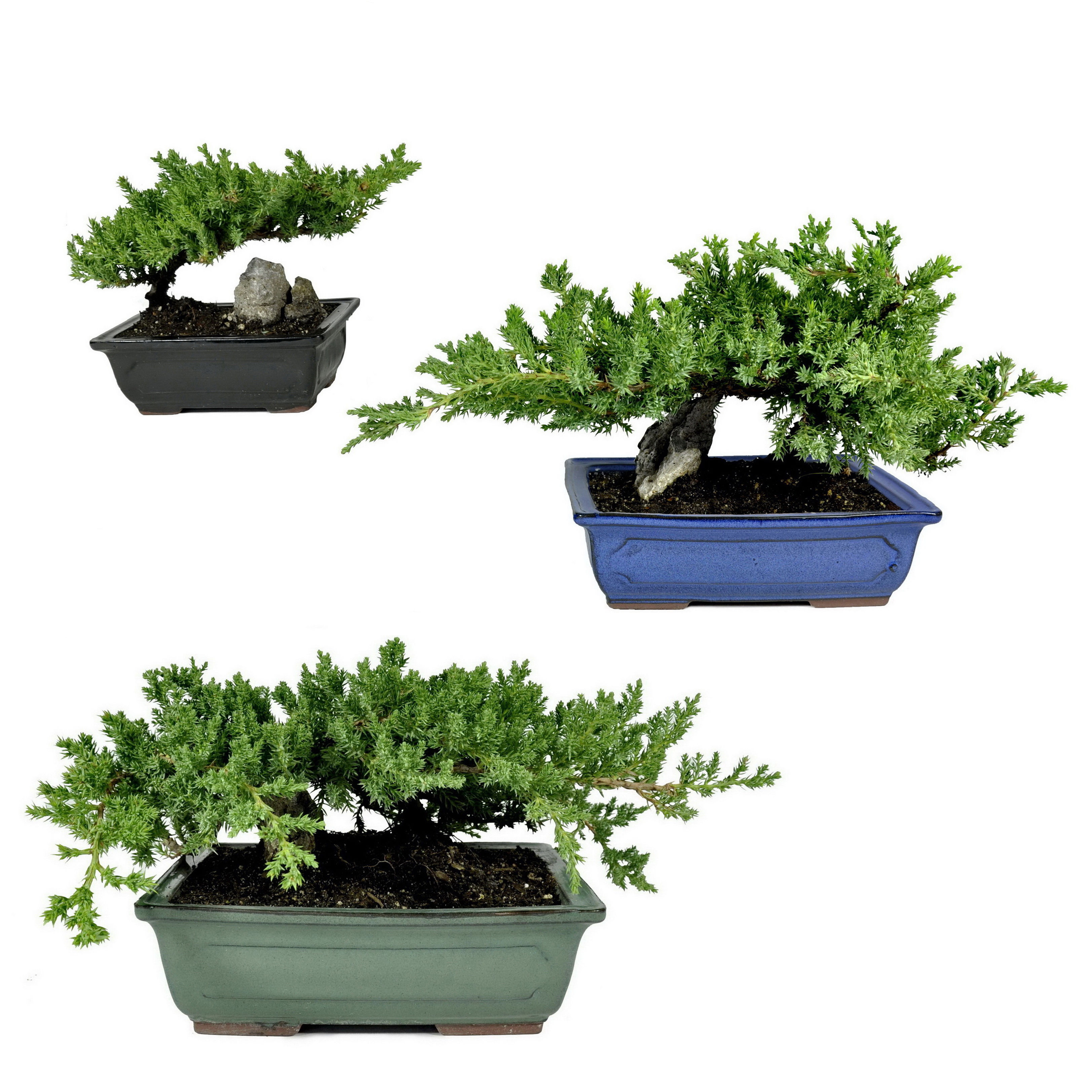 Bonsai in Rectangular Pot