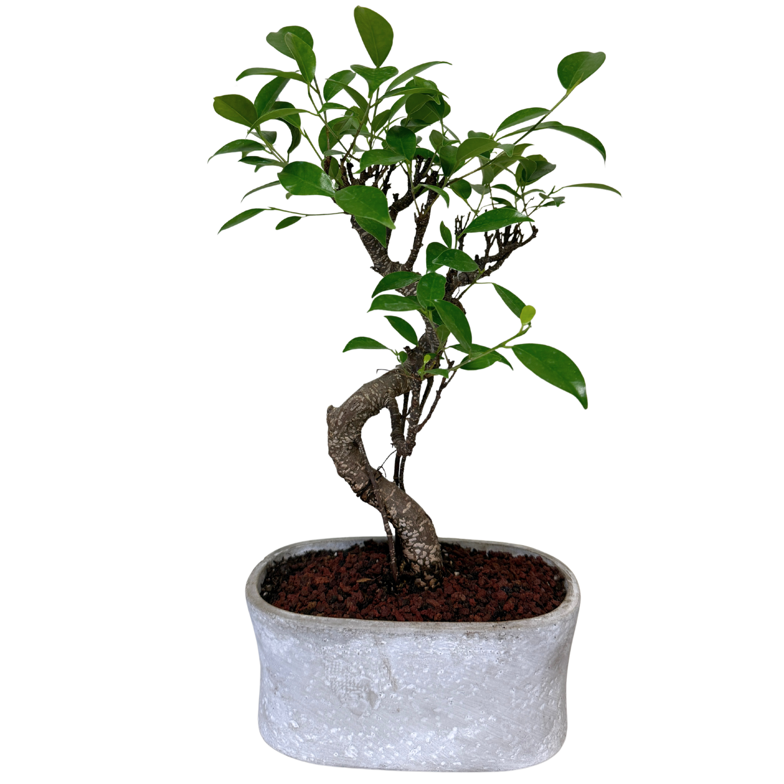 Ficus-001/929