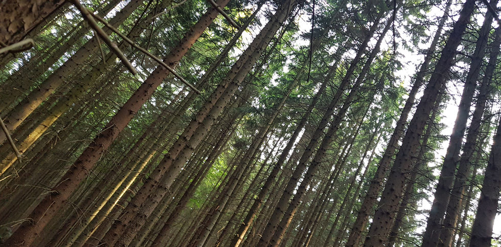 20190610_062740 (1).jpg