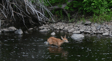 fawn in river.gif