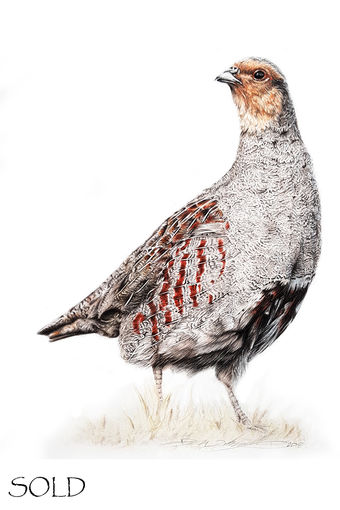 English Partridge.jpg