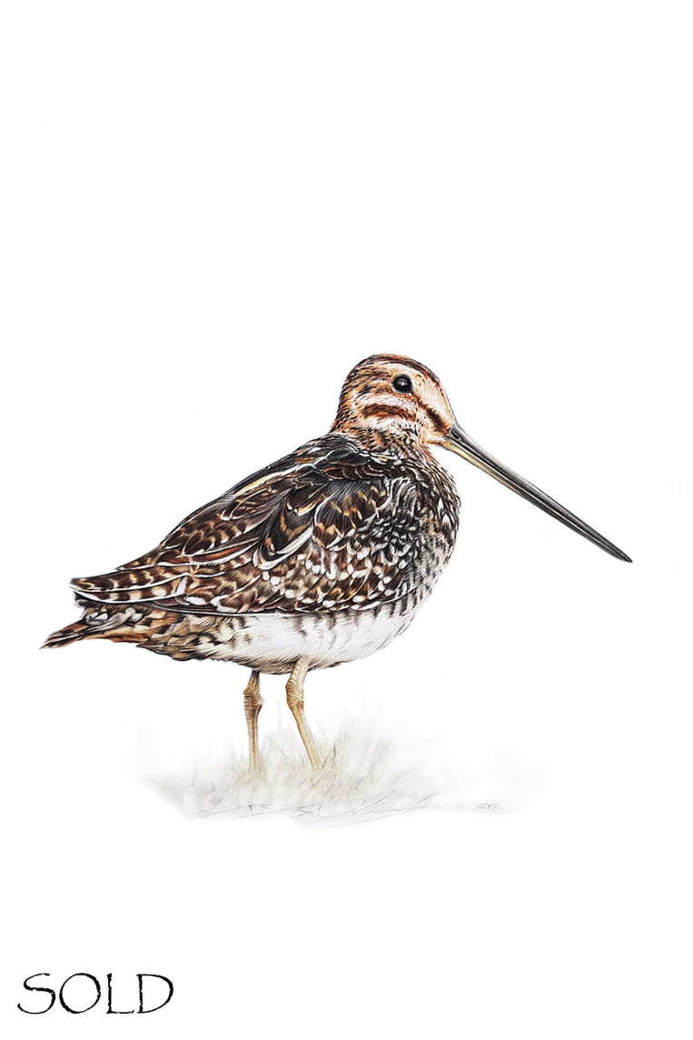 Snipe.jpg