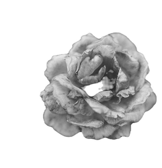 Black And White Rose 