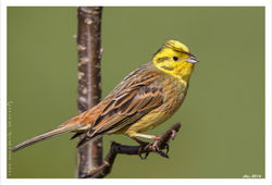 Yellow-hammer / Geelgors mannnetje