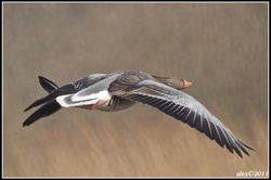 Grey goose / Grauwe gans