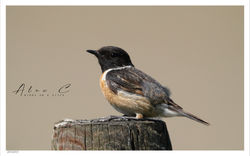 Roodborsttapuit / Stonechat