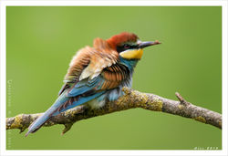 Bee-eater / Bijeneter