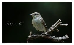 Grauwe vliegenvanger / Spotted flycatcher